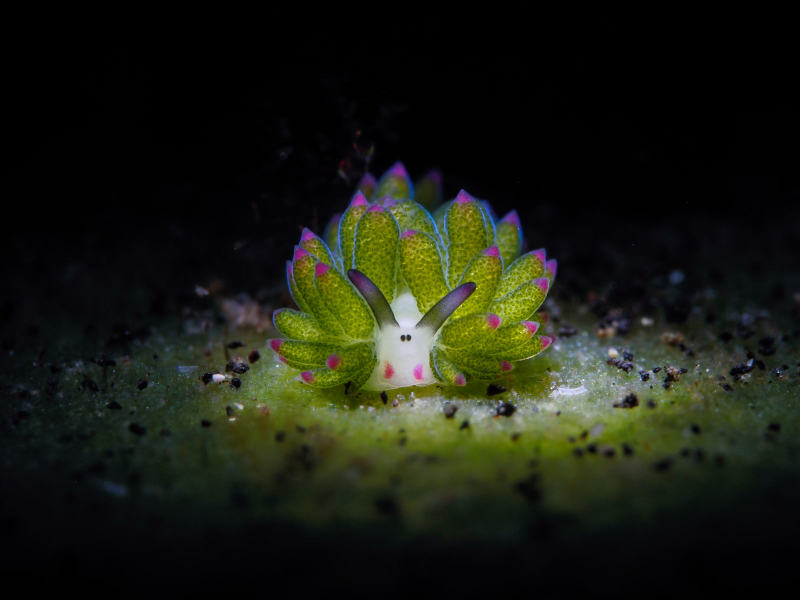 Illustration for article titled Las mejores fotos submarinas de 2018 son una ventana a una dimensión paralela oculta bajo el agua